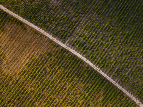 Aerial view of a vineyard with rows of grapevines divided by a dirt path in the Alentejo region in Pias, Beja District, Portugal.