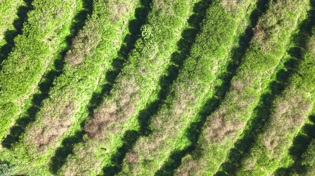 Aerial view of agricultural fields and farmland in a sunny day
