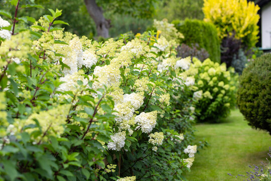 Beautiful Hydrangea paniculata "Vanille Fraise", bouquet hydrangea flowers in the summer home garden, floral wallpaper, background for design	