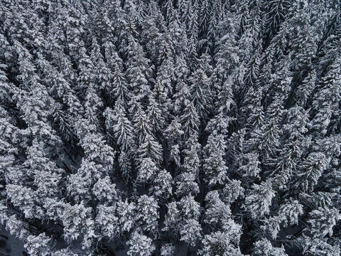 Aerial view of a dense coniferous forest covered in fresh snow, with tall pine and spruce trees creating a textured winter landscape in Latvia.