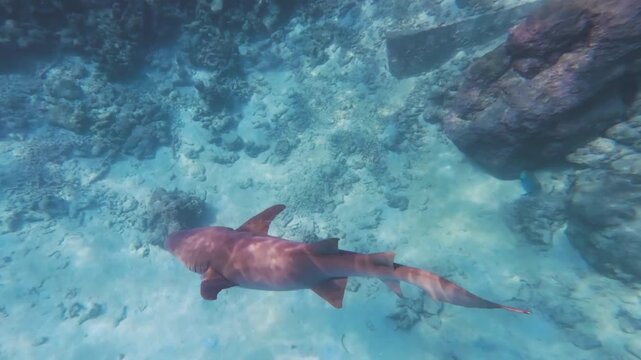 Nurse shark swimming near sea bottom - shark snorkeling experience at Dhiffushi, Maldives