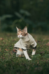 Calico cat wearing sweater in garden © Nori