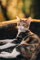 Tabby kitten sitting on stone rock outdoors © Nori
