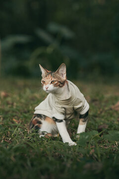 Calico cat wearing sweater in garden