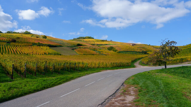 View of rolling vineyards with vibrant autumn foliage along a winding asphalt road under a bright blue sky in Alsace, France.