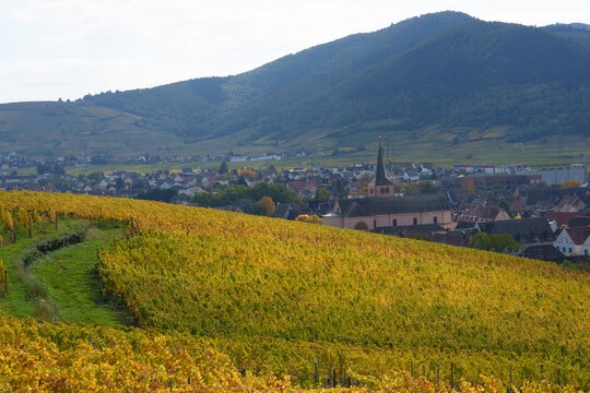 View of a golden vineyard in the foreground with a charming town and church nestled among rolling hills in the background in France.