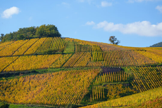 View of golden autumn vineyards on a hillside with rows of vines, a stone wall, and a blue sky in France.