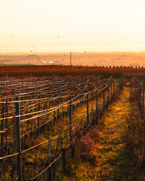 View of a vineyard with rows of vines supported by wires under a warm golden sunset sky with birds flying in the distance in France.