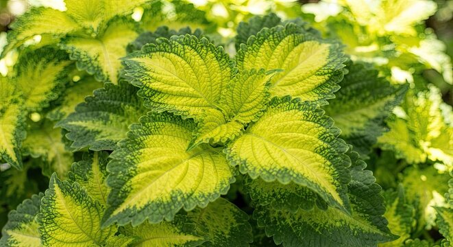 Variegated coleus leaves in yellow and green
