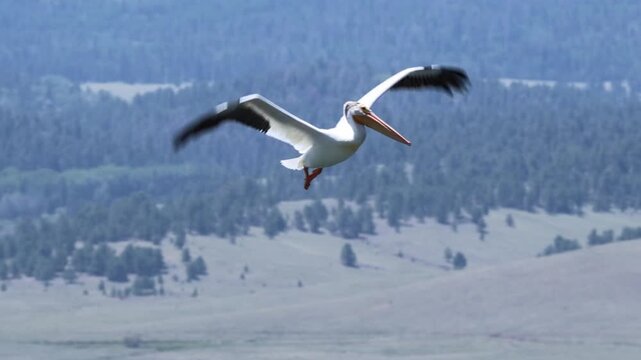 American white pelican flying over the lake &ndash; close-up.