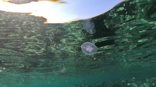 Small jellyfish swimming near sea surface, fish and corals near - underwater video from snorkeling in Marsa Alam, looking up to medusa jelly