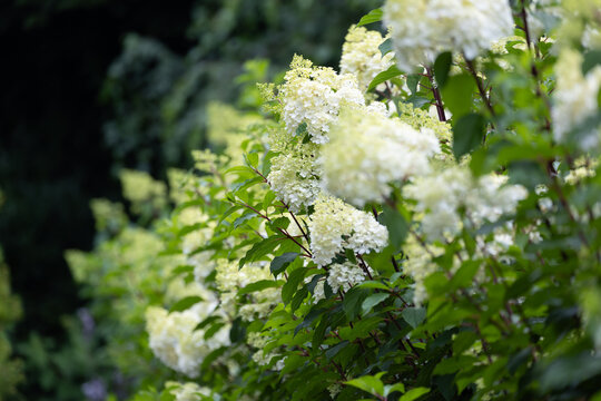 Beautiful Hydrangea paniculata "Vanille Fraise", bouquet hydrangea flowers in the summer home garden, floral wallpaper, background for design	