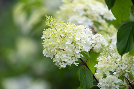 Beautiful Hydrangea paniculata "Vanille Fraise", bouquet hydrangea flowers in the summer home garden, floral wallpaper, background for design	
