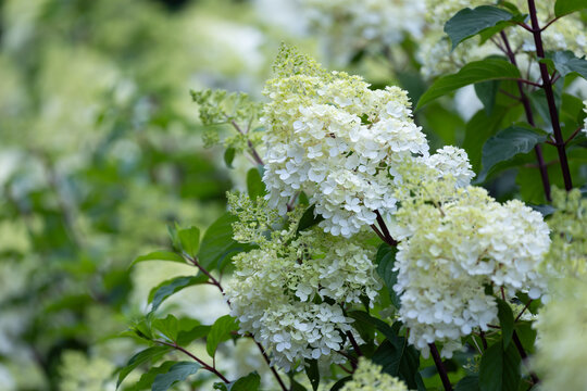 Beautiful Hydrangea paniculata "Vanille Fraise", bouquet hydrangea flowers in the summer home garden, floral wallpaper, background for design	