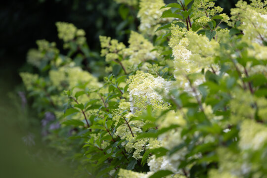 Beautiful Hydrangea paniculata "Vanille Fraise", bouquet hydrangea flowers in the summer home garden, floral wallpaper, background for design	