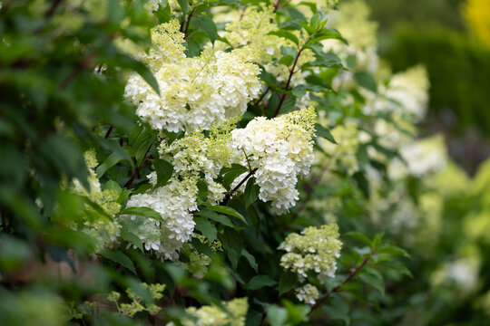 Beautiful Hydrangea paniculata "Vanille Fraise", bouquet hydrangea flowers in the summer home garden, floral wallpaper, background for design	