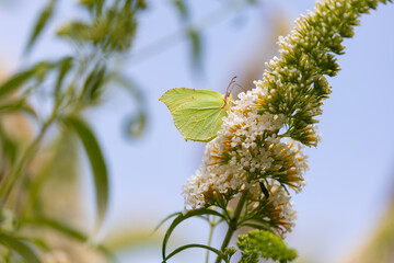 Brimstone butterfly (Gonepteryx rhamni) on the white flowers of a butterfly bush (Buddleja davidii) © anettastar