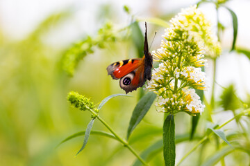 Peacock butterfly (Aglais io) on white butterfly bush (Buddleja davidii) flowers © anettastar