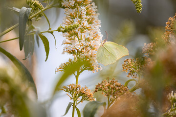 Brimstone butterfly (Gonepteryx rhamni) on the white flowers of a butterfly bush (Buddleja davidii) © anettastar