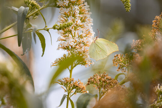 Brimstone butterfly (Gonepteryx rhamni) on the white flowers of a butterfly bush (Buddleja davidii)