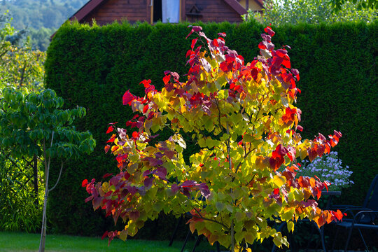 Eastern redbud tree "Eternal flame" (Cercis canadensis) in the summer garden, background for design or wallpaper