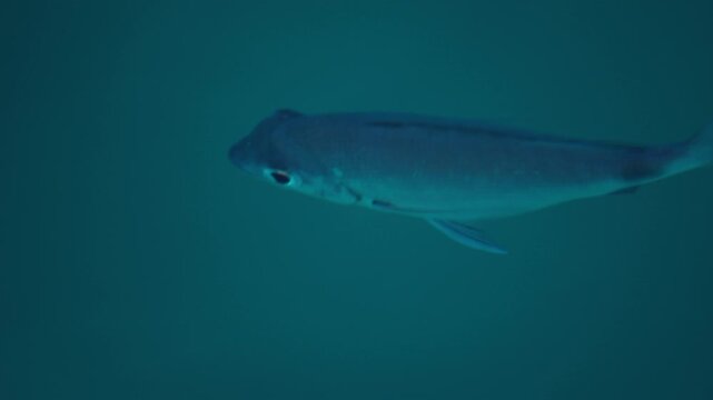 Fish swim in the sea as seen from above the surface