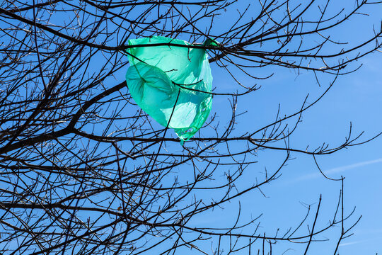 A green plastic bag caught in the branches of a tree.