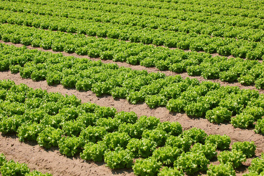 Rows of fresh green lettuce growing in agricultural field