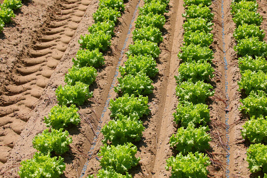 Rows of fresh green lettuce growing in sandy agricultural field on sunny day