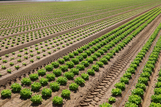 Rows of young green lettuce plants growing in a large agricultural field