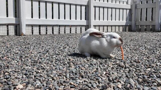 A white domestic rabbit eats a carrot.