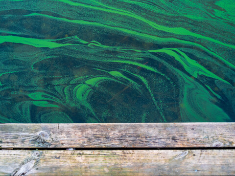 View of vibrant green algae blooms swirling in the water next to a weathered wooden dock in Trakai District Municipality, Vilnius County, Lithuania.