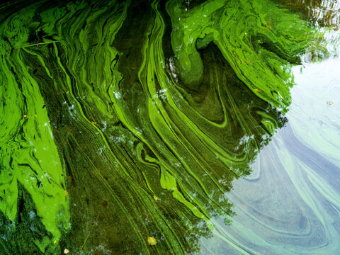 View of green algae bloom forming swirling patterns on the water surface in Trakai District Municipality, Vilnius County, Lithuania.