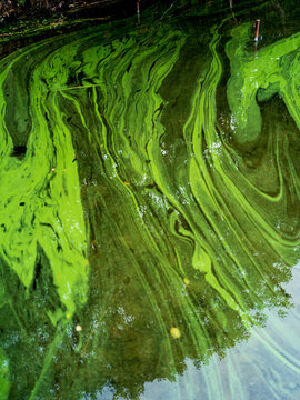View of vibrant green algae blooms swirling on the water surface in Trakai District Municipality, Vilnius County, Lithuania.