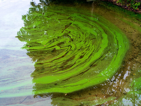 View of green algae bloom forming swirling patterns on the surface of the water in Trakai District Municipality, Vilnius County, Lithuania.