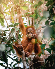 Obraz premium Exploring and Observing wild Animals in a Tropical Jungle