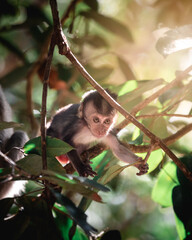 Exploring and Observing wild Animals in a Tropical Jungle © AleCalo