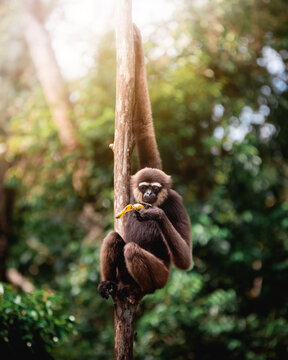 Exploring and Observing wild Animals in a Tropical Jungle