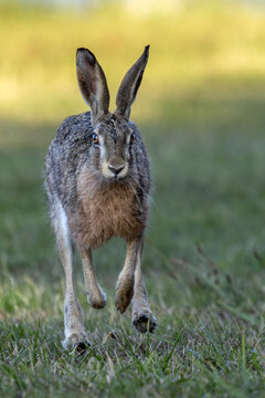 Am Morgen verl&auml;sst der Feldhase (Lepus europaeus) eine Waldwiese um im angrenzenden Wald den Tag zu verbringen, hoppeln, August, D&auml;nemark