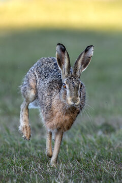 Am Morgen verl&auml;sst der Feldhase (Lepus europaeus) eine Waldwiese um im angrenzenden Wald den Tag zu verbringen, hoppeln, August, D&auml;nemark