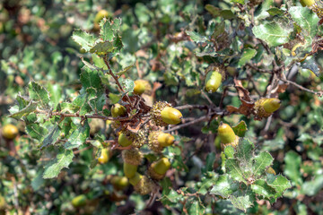 Branch of Kermes Oak, Quercus coccifera, showing ripening acorns and characteristic spiny leaves on a Turkish hillside. High-quality botanical image of Mediterranean kermes oak seeds and foliage © ioanna_alexa