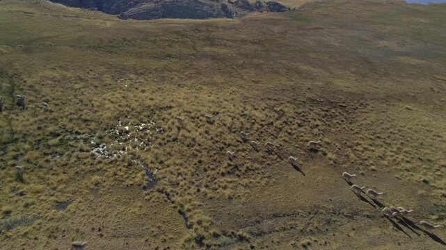 Aerial view of a herd of vicunas grazing in the vast mountainous landscape of the Andes in Ancash, Peru.
