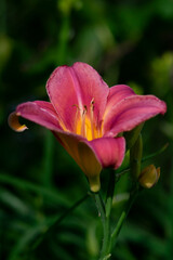 Fototapeta premium red and yellow flower