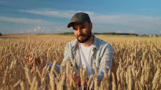 Male farmer examining golden ripe wheat ears