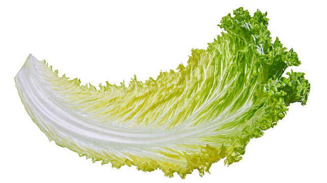 Single crisp green lettuce leaf with white stem, isolated on transparent background