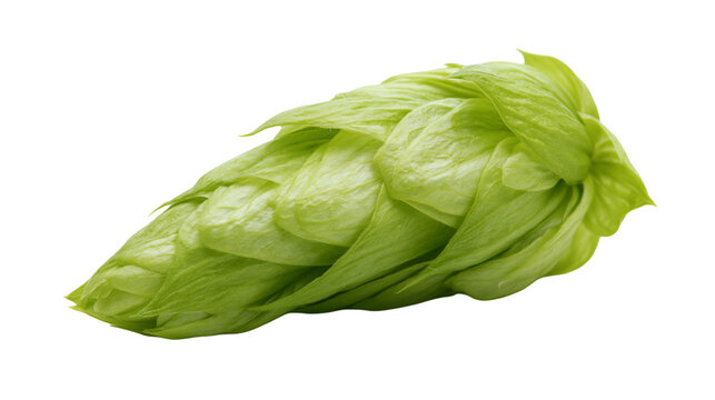 Fresh green hop cone with layered petals, isolated on transparent background