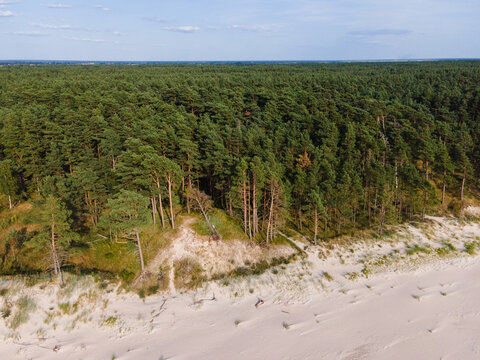 Aerial view of a dense pine forest bordering a sandy beach and dunes in Bernati, South Kurzeme Municip, Latvia.