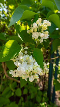 Blooming White Lilac Flowers in Spring

A beautiful, vertical close-up photograph of delicate white lilac (Syringa) flowers and buds in full spring bloom. The lush green foliage provides a vibrant