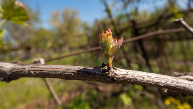 Young Grapevine Bud Sprouting in Spring

A close-up macro photograph of a new, delicate grapevine bud beginning to sprout from a textured woody stem in early spring. Soft natural light