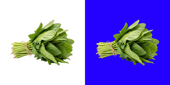Fresh bunch of organic green spinach leaves tied with twine for healthy cooking use transparent png